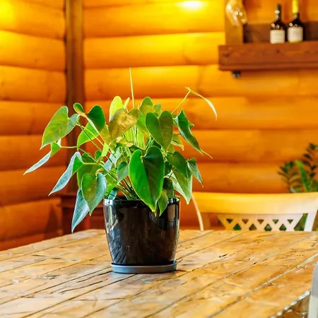 Paradise בית נופש